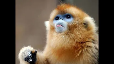 Китайская курносая обезьяна «зашла в гости» к жителям деревни