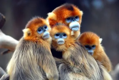 Бирманская курносая обезьяна - красивые фото и картинки pofoto.club