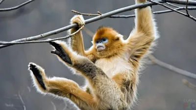 Видели ? Вот такое чудо природы - бирманская курносая обезьяна. #настроение  #добро #mycontriver | Rare animals, Animals beautiful, Animal photography