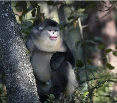 Золотистая курносая обезьяна :: Анатолий Иргл – Социальная сеть ФотоКто