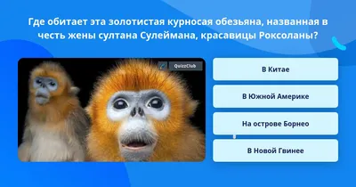 Золотистые курносые обезьяны не верят слезам！ - CGTN на русском