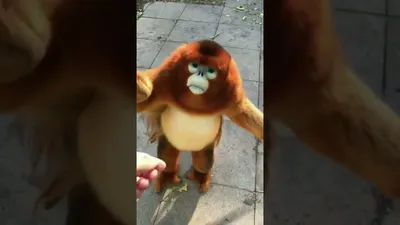 Видео: Как милейшая золотистая курносая обезьяна ест ягоды