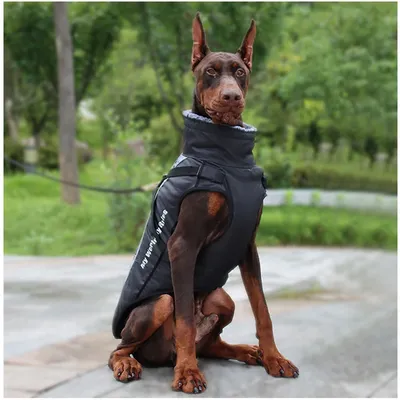 Куртка для собак Зоозавр купить по цене 699 ₽ с доставкой в Москве и  России, отзывы, фото