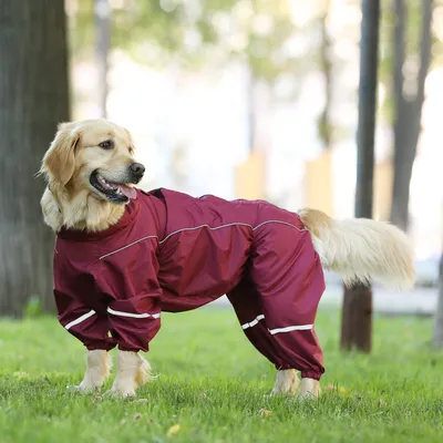 Куртки для собак фото фотографии