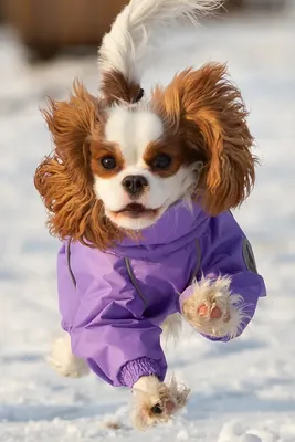 Куртка для собак мелких пород/одежда для/комбинезон для животных TRAVELPET  38758750 купить в интернет-магазине Wildberries
