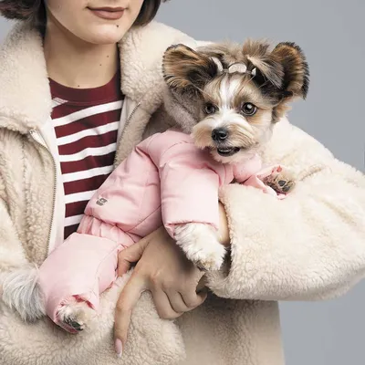 Куртка для собак Зоозавр купить по цене 799 ₽ с доставкой в Москве и  России, отзывы, фото