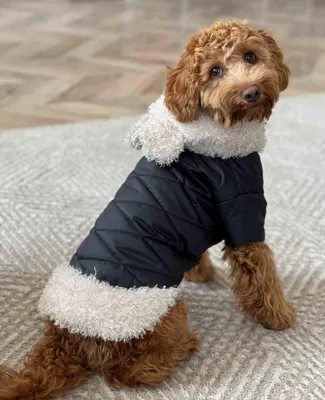 Одежда для собак в Красноярске - Интернет-магазин Балу