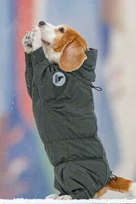 Зимняя одежда куртка для собак, зимняя куртка для собаки на меху теплая на  зиму с капюшоном для девочек черная (ID#1930230687), цена: 679 ₴, купить на  Prom.ua