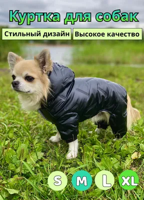 Куртка для собак Зоозавр чёрная 60 купить по цене 399 ₽ с доставкой в  Москве и России, отзывы, фото