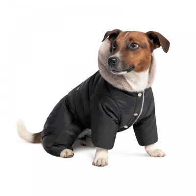 Купить Куртка для собак FOXIE Gold S (длина спины 30см) золотистая с  капюшоном в Бетховен