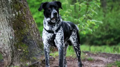 Курцхаар - это послушная, умная, смелая, с очень развитым чувством  обоняния, охотничья порода собак.