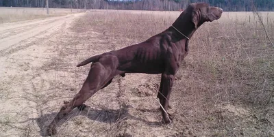 Курцхаар собака: фото, характер, описание породы