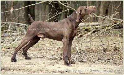 Собака охотничьей породы Курцхаар …» — создано в Шедевруме