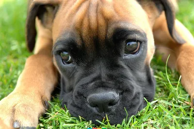 Маленькие породы собак - какие самых популярных маленьких собак