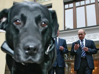 Путин до случая с лабрадором Кони не знал, что Меркель боится собак - РИА  Новости, 02.03.2020