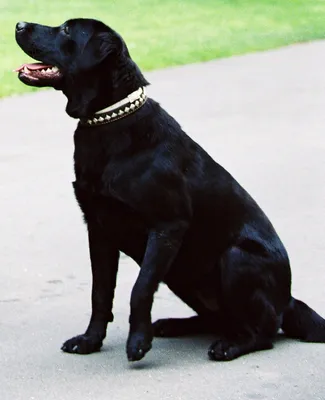 Konni (dog) - Wikipedia