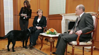 Лабрадор Кони: собака президента, описание и характеристика