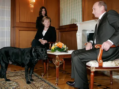 Меркель рассказала об инциденте с лабрадором Кони на встрече с Путиным -  РИА Новости, 08.06.2022
