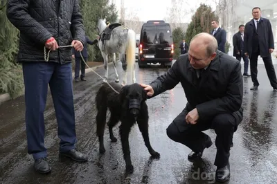 NEWSru.com :: В Focus объяснили непонятный русским смысл выражения  \"собака-Путин\". В Кремле журнал назвали \"русофобским\"