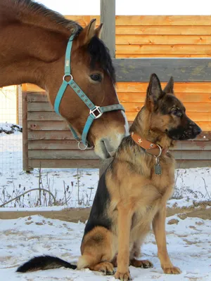 Красные собака и лошадь Коллиы границы Стоковое Фото - изображение  насчитывающей мощно, свободно: 30654348