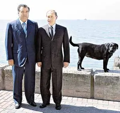 Любимые собаки президента | TopDog - Международные выставки собак