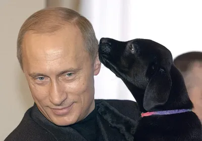 Лабрадор Кони, собака Путина - РИА Новости, 13.11.2010