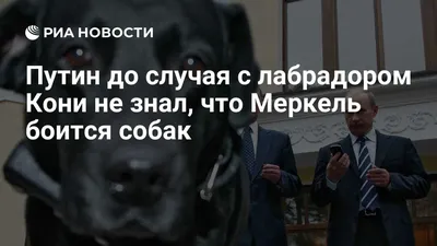 Собаки президента России Владимира Путина | all world | Дзен