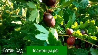 Новия шап Крыжовник - выпуск №324478