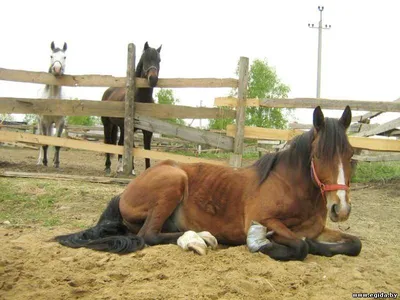 Мюсли для лошадей при ламините - купить с доставкой по выгодным ценам в  интернет-магазине OZON (1187723918)