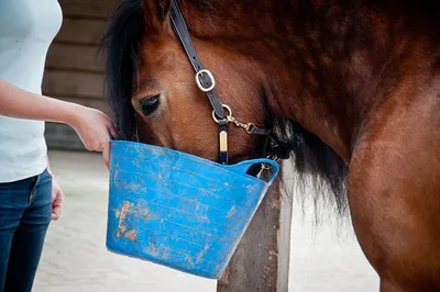 Чем опасен корм с плесенью для лошадей | Ветеринария и жизнь