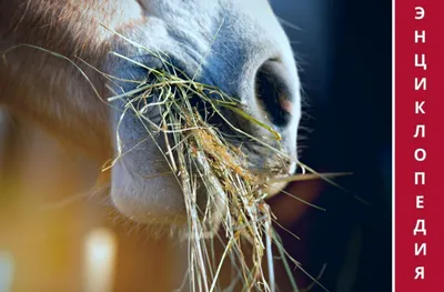 Ветеринарные препараты Novistem - ✓ПРОСТО О СЛОЖНОМ ПЕРВОПРИЧИНЫ ламинита у  лошадей ЧАСТЬ2🐴👇🏻 🚑Ожирение. Избыточный вес увеличивает силы сдвига и  разрушения, влияющие на копыто, тем самым способствуя разрушению ламины.  🚑Потребление травы. Этот случай