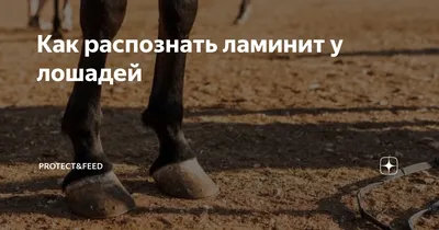 Ламинит: лечение и профилактика - Копыта и ноги лошади - TREC-UA Forum