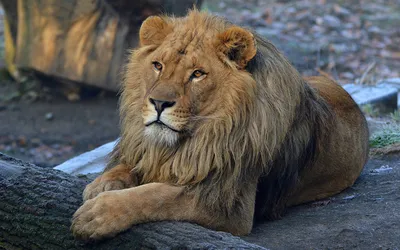 Макро Дикие Лапы Льва — стоковые фотографии и другие картинки Тигр - Тигр,  Коготь животного, Лапа - iStock