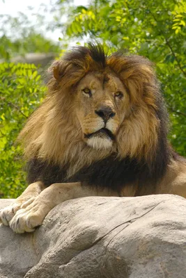лапа льва стоковое изображение. изображение насчитывающей лапка - 230761075