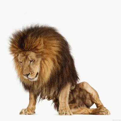 большая лапа льва опирается на стекло в зоопарке Стоковое Фото -  изображение насчитывающей коты, головка: 225634462