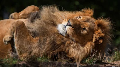 Сонный лев встаёт на лапы — Фото на аву
