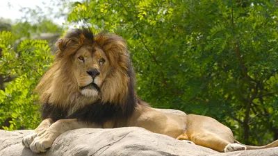 крупный план льва, облизывающего свои лапы, Стоковое видео - Envato Elements