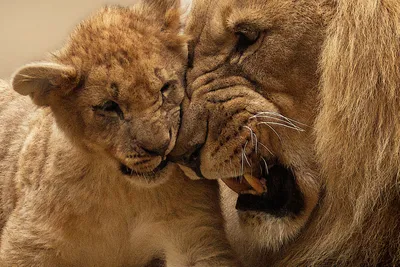 Создатели движка Unity показали видео, где львенок 13 секунд мучает льва-отца  - Газета.Ru | Новости