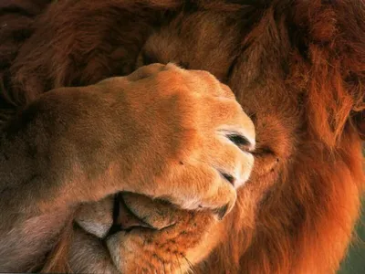 Бесплатные Лапы льва стоковые фотографии | FreeImages