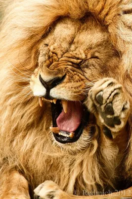 Нога лапы льва задней на фоне живота животного Остальные Лео лежать вниз  Стоковое Фото - изображение насчитывающей задний, развилки: 197714240