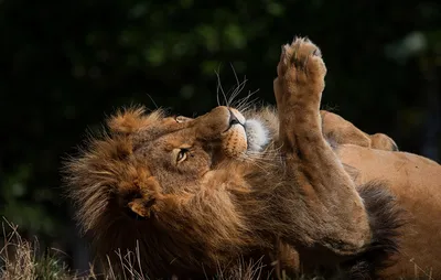Лапа Льва — стоковые фотографии и другие картинки Коготь животного - Коготь  животного, Лапа, Лев - iStock