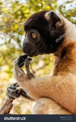 Gibbon feet | Vietta, golden-cheeked gibbon. Monkey World ap… | Flickr