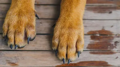 Перелом передней или задней лапы у собаки - что делать, признаки, лечение и  восстановление