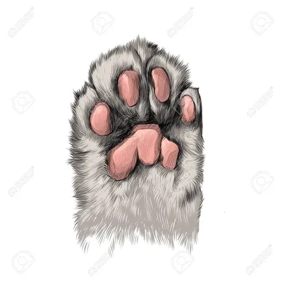 Лапа собаки с четыремя пальцами, ни…» — создано в Шедевруме