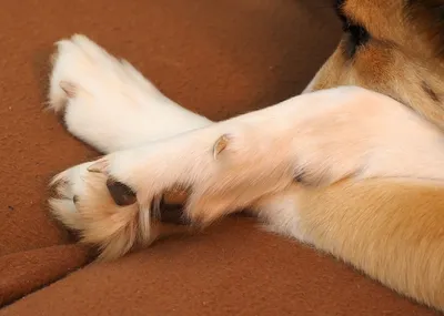Лапа собаки и человеческая рука :: Стоковая фотография :: Pixel-Shot Studio