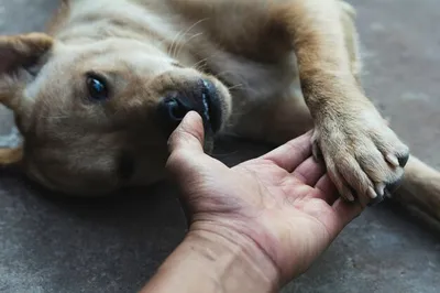 Собака грызет или лижет свои лапы - частые причины, что нужно делать |  Новости РБК Украина