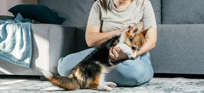 Лапа собаки и человеческая рука делают рукопожатие | Премиум Фото