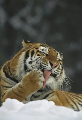 Paw siberian tiger panthera tigris hi-res stock photography and images -  Alamy