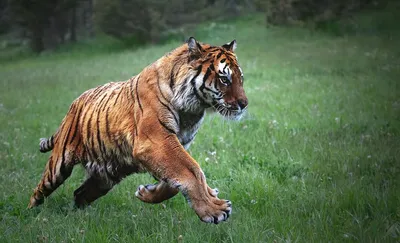 Раскраски лапа тигра (45 фото) » Картинки, раскраски и трафареты для всех -  Klev.CLUB