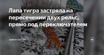 Когти тигра спать стоковое изображение. изображение насчитывающей шерсть -  45152951